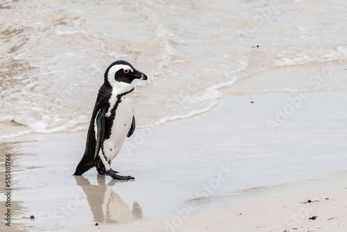 penguin walking on wet sand at Boulders beach  Cape Town