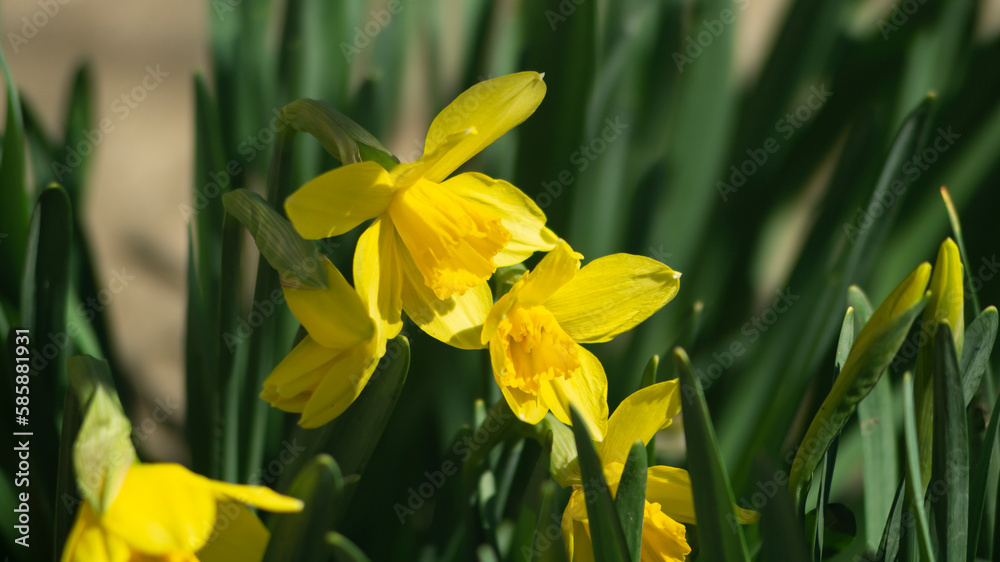 Yellow flowers in sunlight. Close to yellow daffodils. Daffodils in the sunlight. Bee and yellow daffodil. A bee collects flower pollen