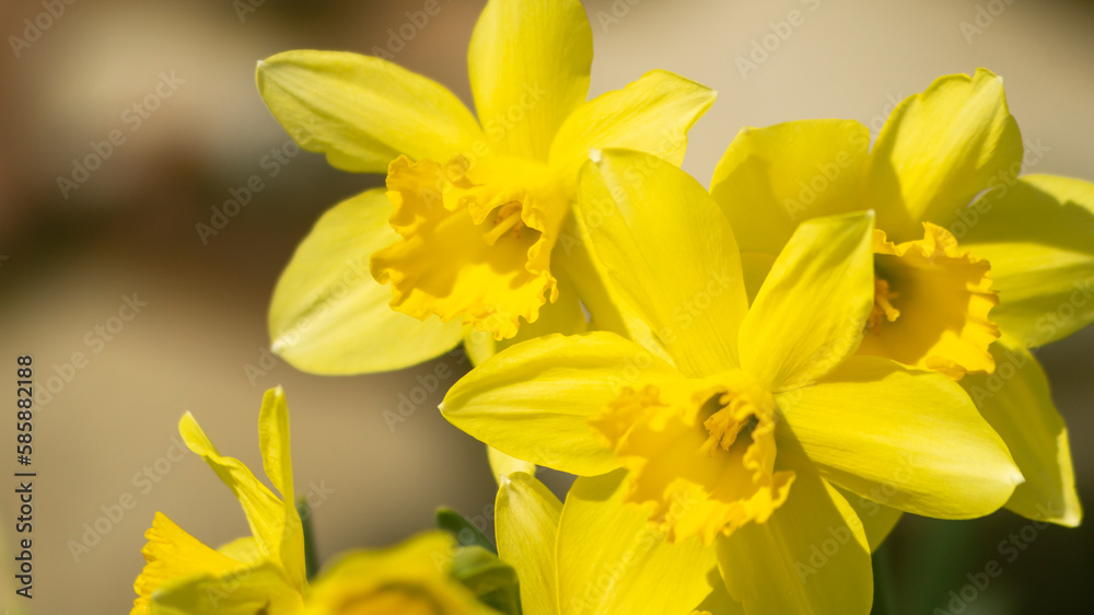 Yellow flowers in sunlight. Close to yellow daffodils. Daffodils in the sunlight. Bee and yellow daffodil. A bee collects flower pollen Yellow flowers in sunlight. Close to yellow daffodils. Daffodils in the sunlight. Bee and yellow daffodil. A bee collects flower pollen