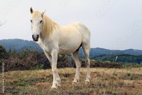 white horse in the field © Raquel
