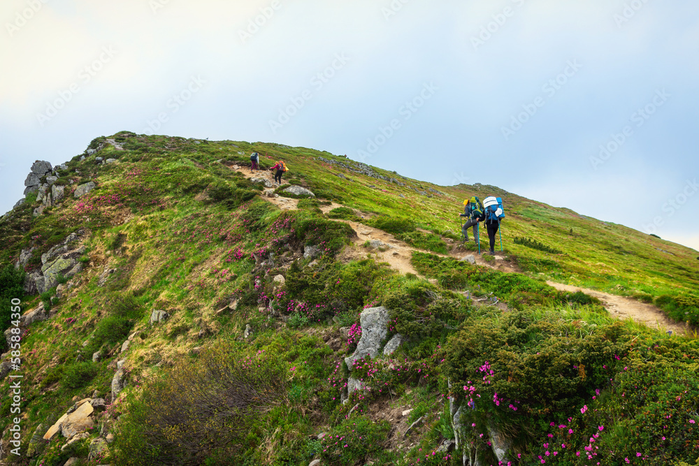 A group of tourists with backpacks walks along a hiking trail in the Ukrainian Carpathians. Climbing Hoverla Mountain. Hiking lifestyle. Blooming pink rhododendron in the mountains.
