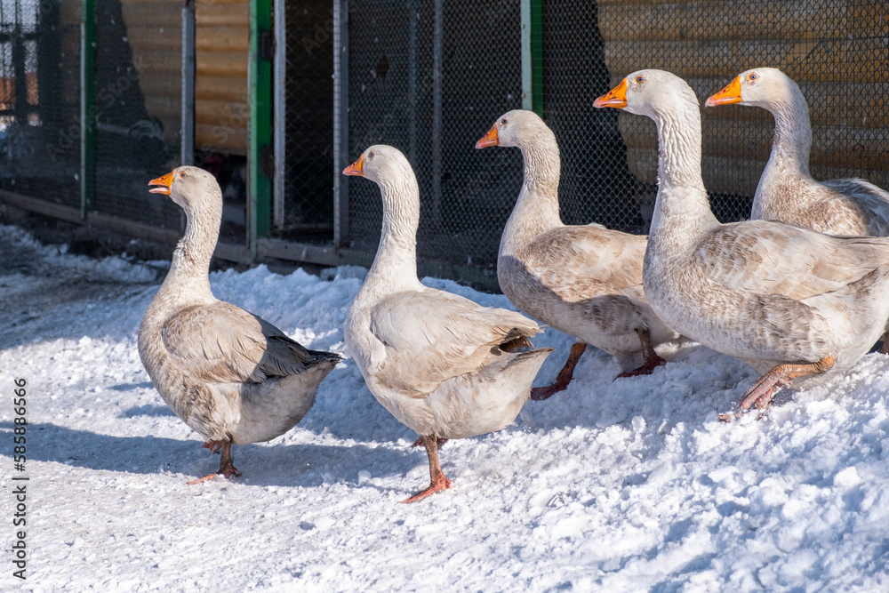 geese on the snow geese on the snow