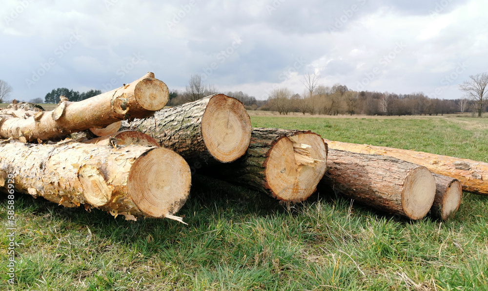 Bale drewniane leżące w stosie, drewno na opał Bale drewniane leżące w stosie, drewno na opał