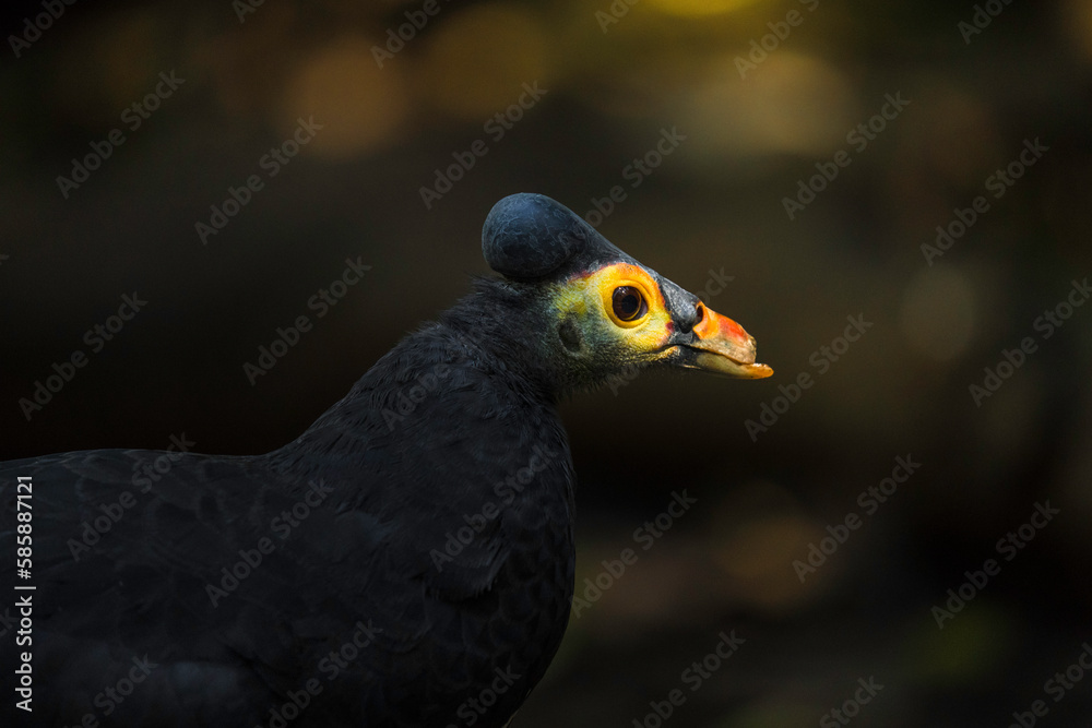 This macro image shows a head of a maleo (Macrocephalon maleo) bird in dramatic lighting. This macro image shows a head of a maleo (Macrocephalon maleo) bird in dramatic lighting.