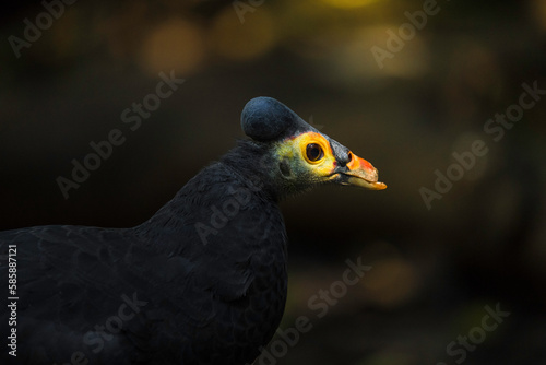 This macro image shows a head of a maleo (Macrocephalon maleo) bird in dramatic lighting. 