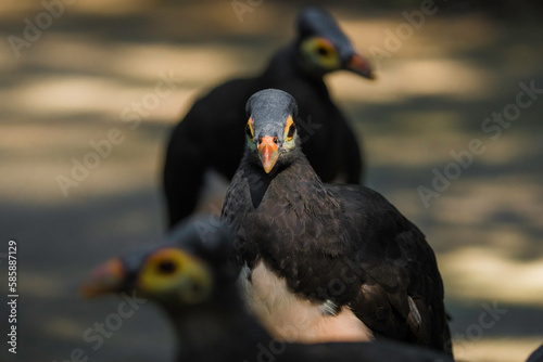 This image shows a group of wild maleo (Macrocephalon maleo) birds. photo