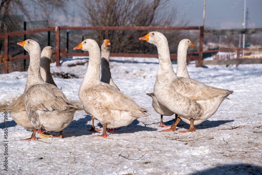 geese on the snow geese on the snow