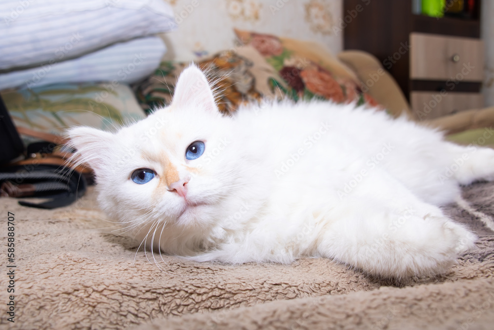 White fluffy cat with blue eyes sleeps on bed