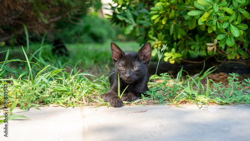 Dark brown or black cat lies on the grass and looks away. Street animals