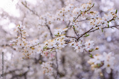 A flowering sprig of cherry plum blossoms on a spring day in an orchard. The awakening of nature