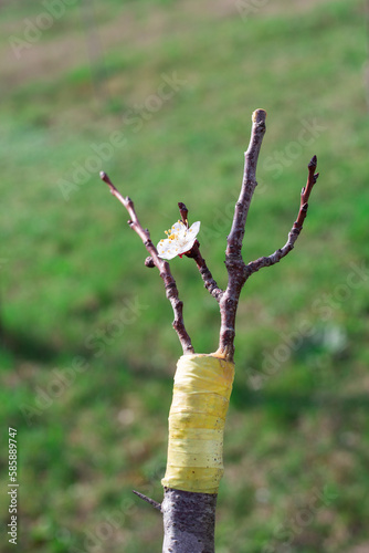 A flowering grafted fruit tree. Split grafting with apricot scion