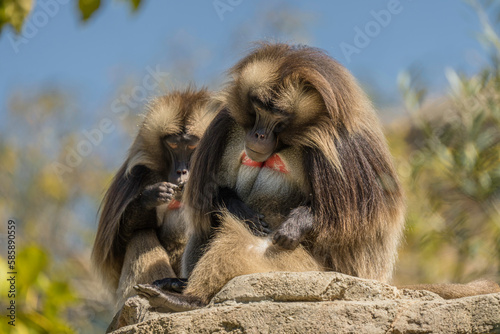 This photo shows a pair of wild Hamadryas Baboons sitting together on top of a cliff.