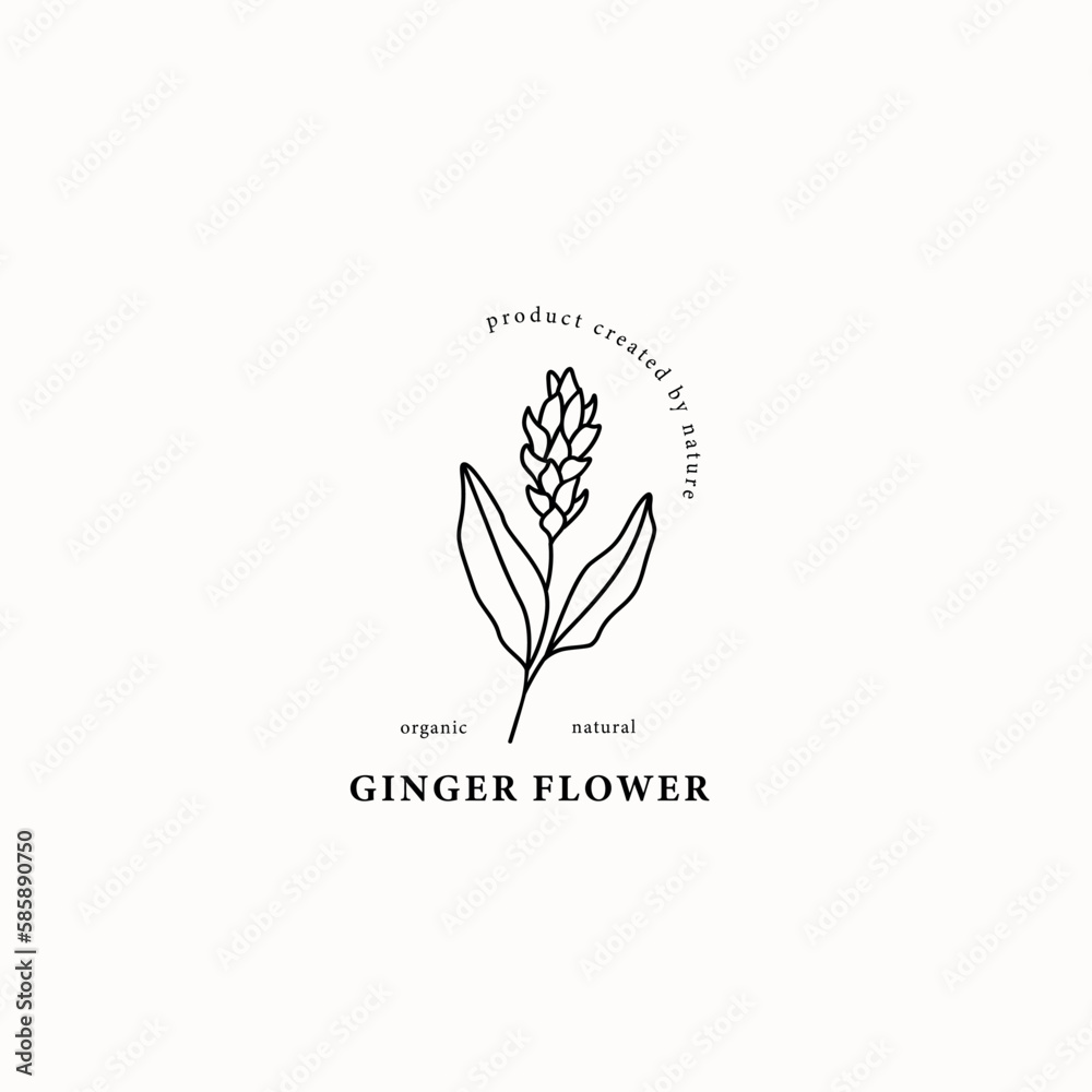 Line art ginger flower illustration