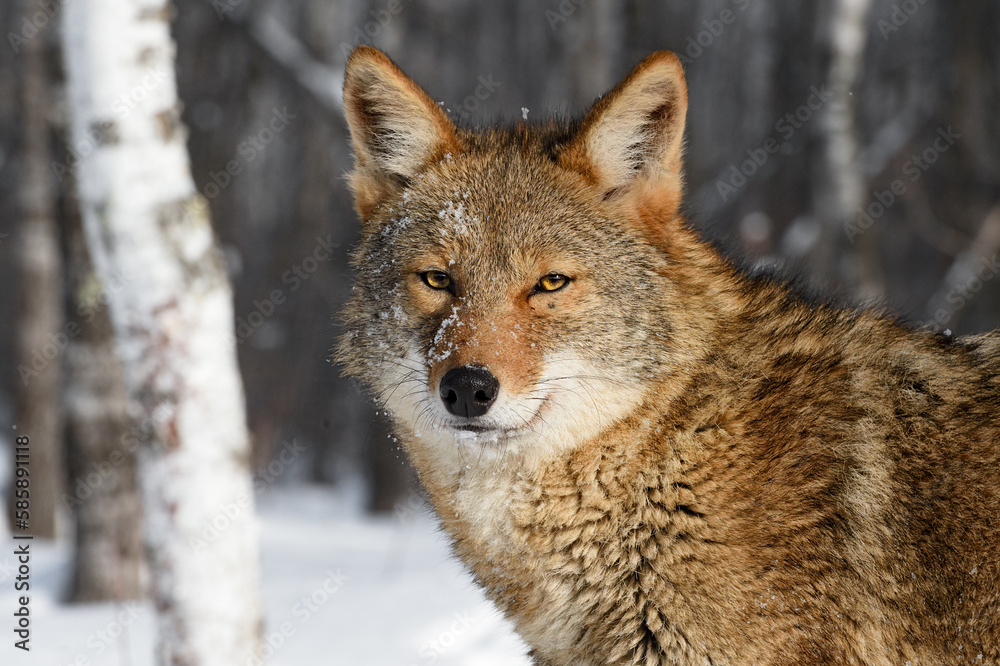 Coyote (Canis latrans) Looks Out Near Birch Snow on Face Winter