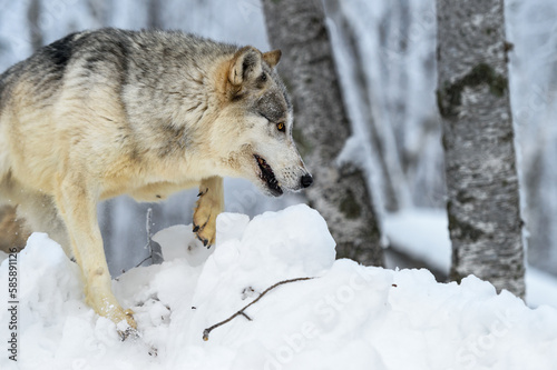 Wolf  Canis lupus  Steps Over Snow Near Woods Winter