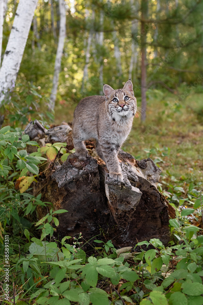 Bobcat (Lynx rufus) Looks Up on End of Log Autumn