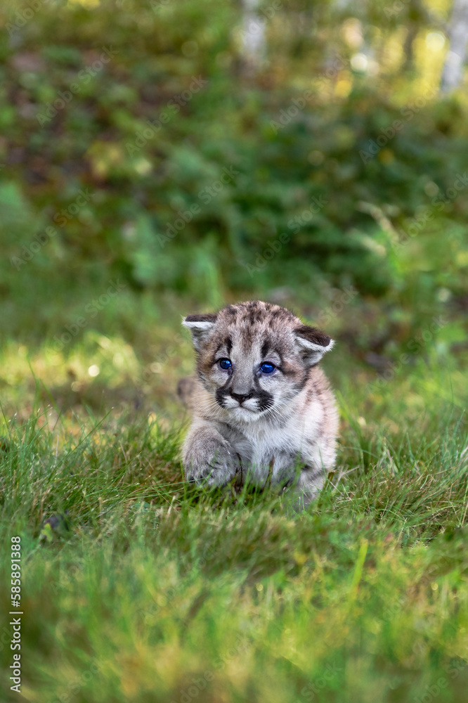 Obraz premium Cougar Kitten (Puma concolor) Steps Forward Paw Up Through Grass Autumn