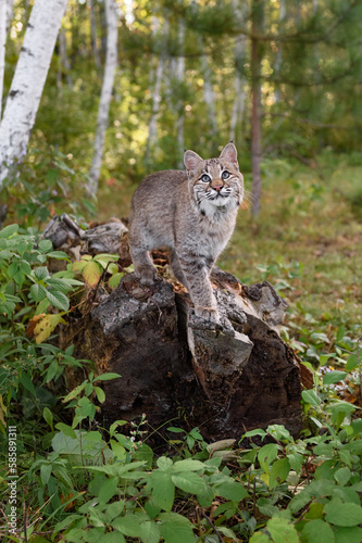 Bobcat (Lynx rufus) Looks Up on End of Log Autumn