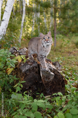 Obraz na płótnie Bobcat (Lynx rufus) Looks Up on End of Log Autumn w salonie