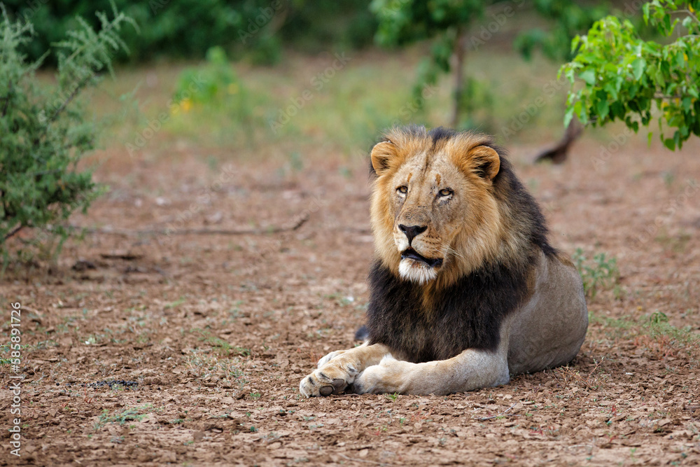 Lion (Panthera leo) male resting in Mashatu Game Reserve in the Tuli Block in Botswana Lion (Panthera leo) male resting in Mashatu Game Reserve in the Tuli Block in Botswana