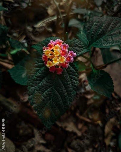 flowers in the forest