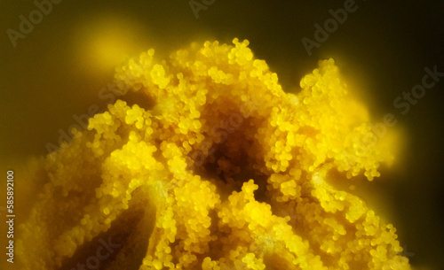Photomicrograph (10x magnification) of pollen at the centre of a spring primrose flower
