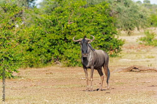 Wildebeast male running around in his territorium waiting for females in Mashatu game reserve in the Tuli Block in Botswana