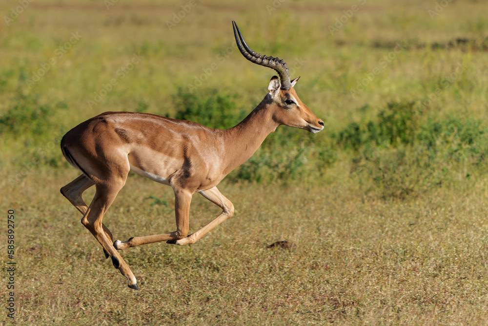 Impala male running in Mashatu Game Reserve in the Tuli Block in Botswana Impala male running in Mashatu Game Reserve in the Tuli Block in Botswana