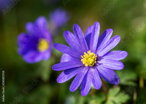 The blue purple flowers of Anemone Blanda in early Spring  a common sight on lawns. closeup