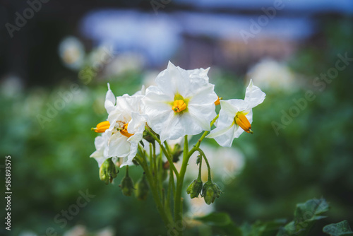 Close-up of flowering potatoes. White potato flowers. Harvest.
