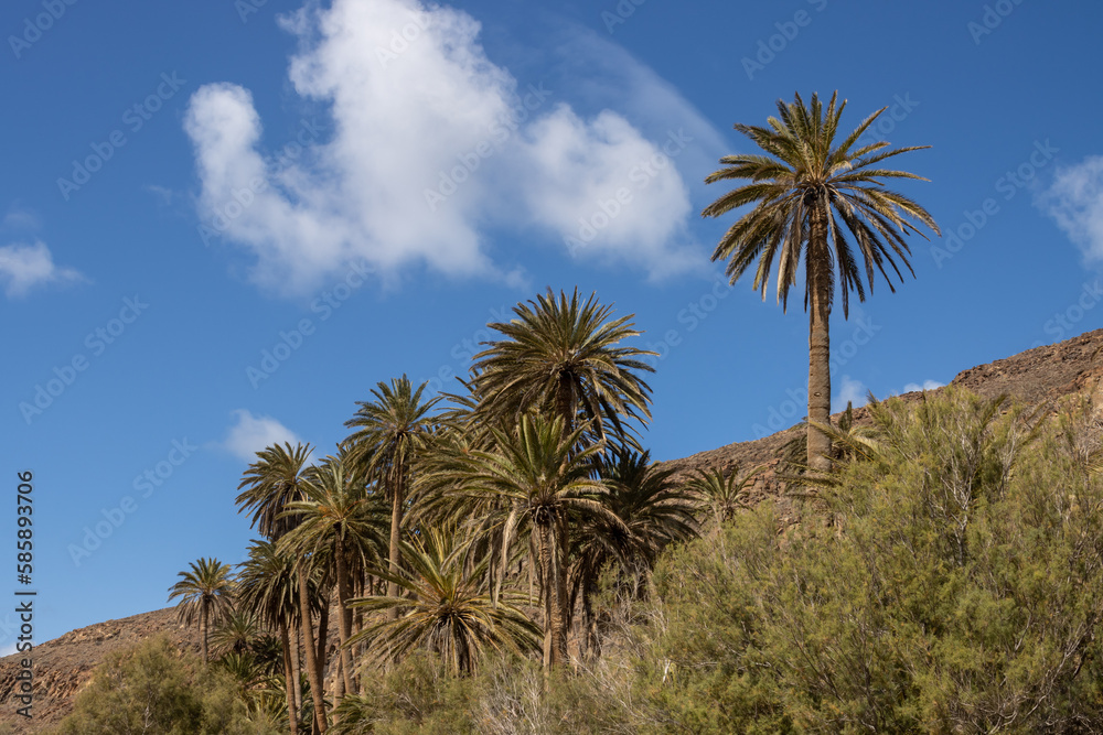 Valley with a palm tree oasis, Fuerteventura Valley with a palm tree oasis, Fuerteventura