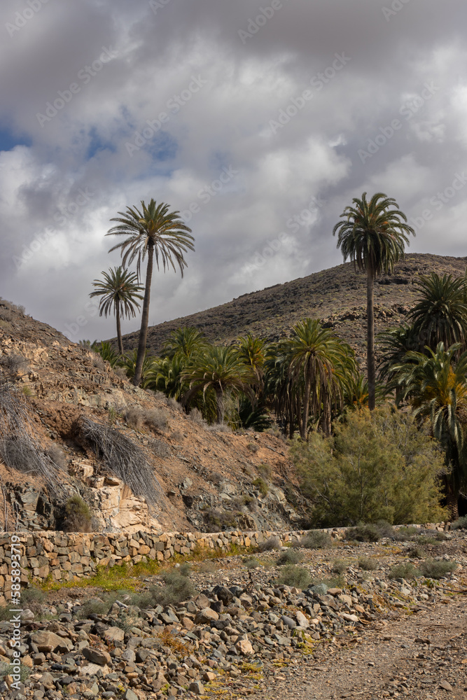 Valley with a palm tree oasis, Fuerteventura Valley with a palm tree oasis, Fuerteventura