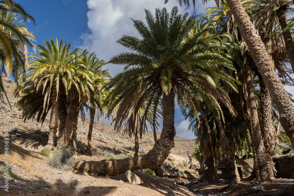 Valley with a palm tree oasis, Fuerteventura Valley with a palm tree oasis, Fuerteventura