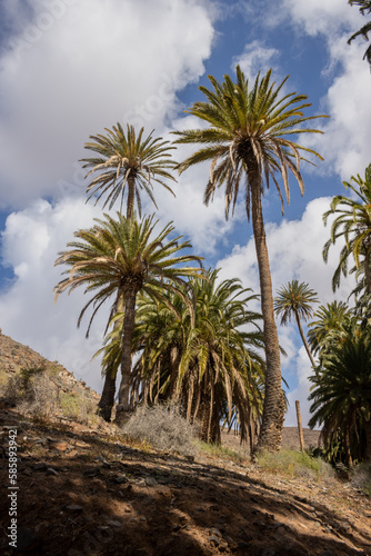 Valley with a palm tree oasis, Fuerteventura