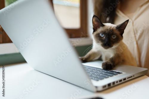 Animals cat acting like a human. Cat working at Laptop computer