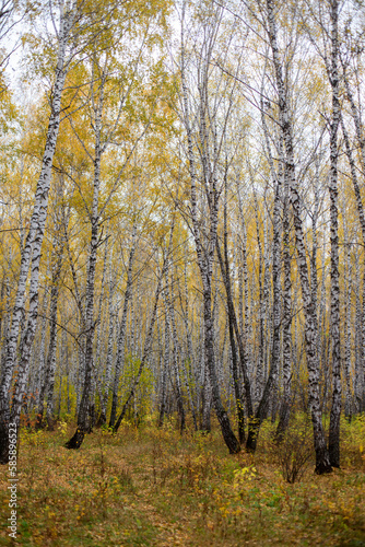Deep autumn forest with high birches with yellow leaves against grey sky. Yellow leaves falling and covering grass among trees in forest