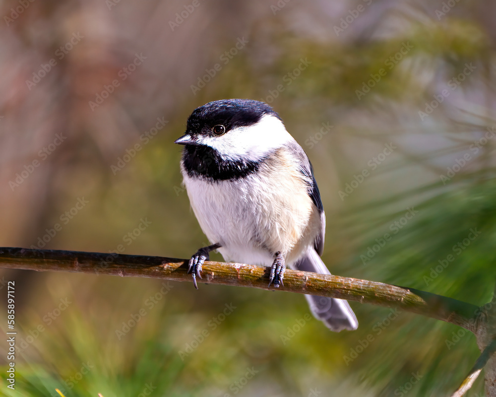 Fototapeta premium Chickadee Photo and Image. Front view perched on a tree branch with blur coniferous background in its environment and habitat surrounding.
