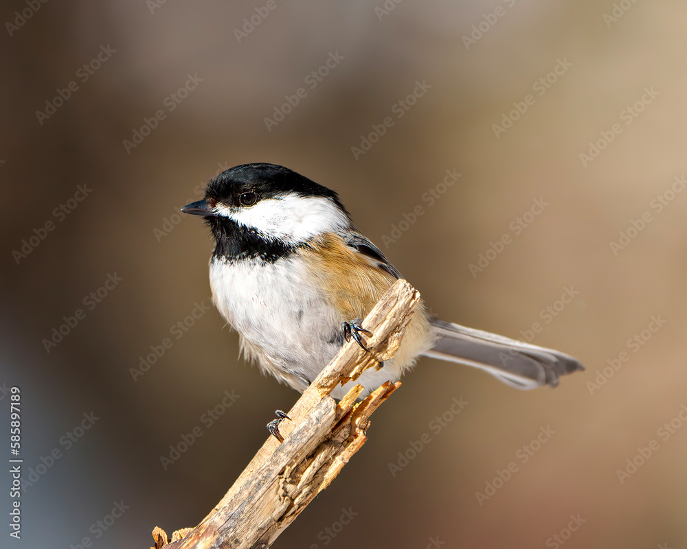 Chickadee Photo and Image. Close-up profile view perched on a twig with blur brown background in its envrionment and habitat surrounding.. Chickadee Photo and Image. Close-up profile view perched on a twig with blur brown background in its envrionment and habitat surrounding..