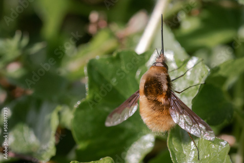 Resting dark edged bee fly (Bombylius major) photo