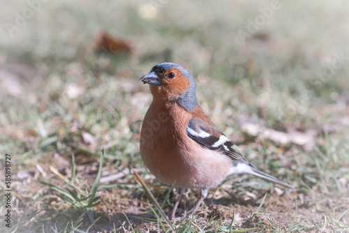 Male chaffinch (Fingilla coelebs) on the grass © Claire Haskins