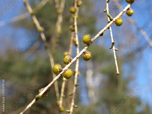 Young larch buds on a natural background