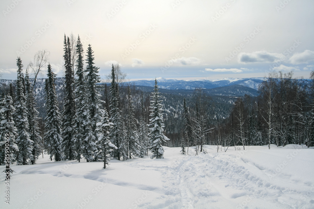 Snow-covered Siberian forest, Luzhba, Russia.