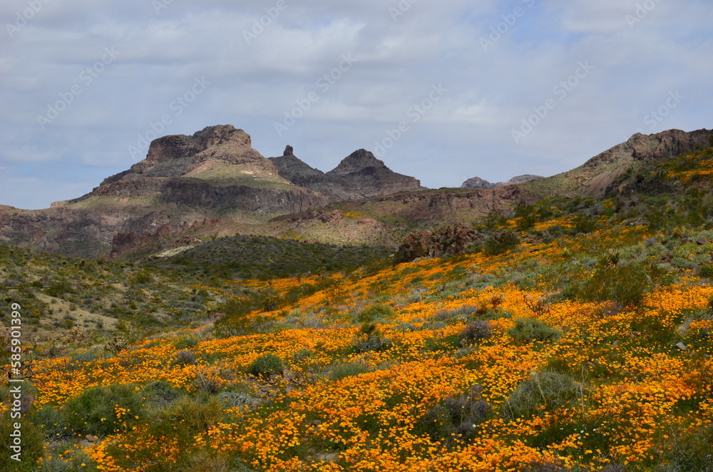 landscape with flowers mountains Oatman Arizona 