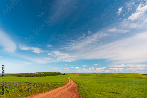 Dirt road running through a field with green grass beyond the horizon