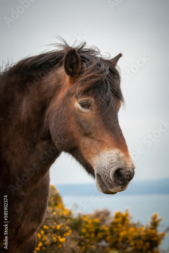 Exmoor pony headshot (Equus ferus caballus)