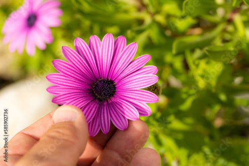  Close-up, person touching a pink daisy outdoors. 