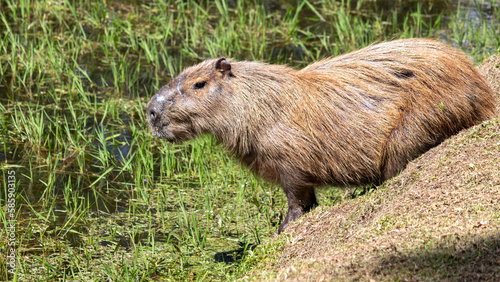 Photograph of a capybara walking through the Campos do Jordão park, São Paulo, Brazil.	