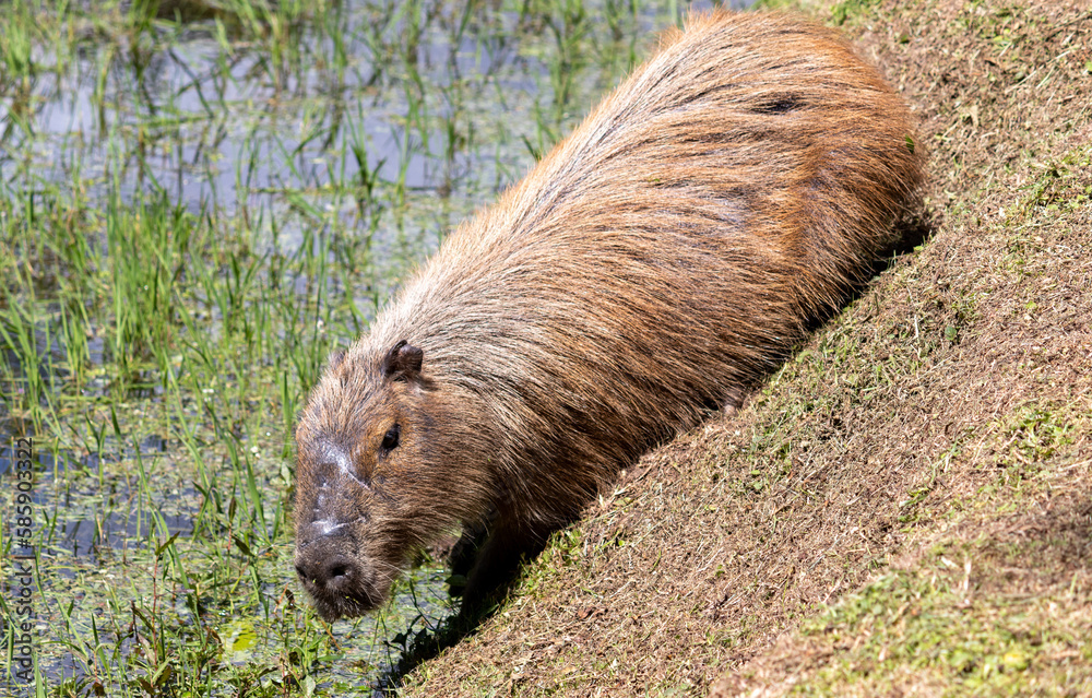 Photograph of a capybara walking through the Campos do Jordão park, São Paulo, Brazil. Photograph of a capybara walking through the Campos do Jordão park, São Paulo, Brazil.
