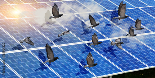 Canvas Print solar panels birds electricity photovoltaic park sky clouds spring season