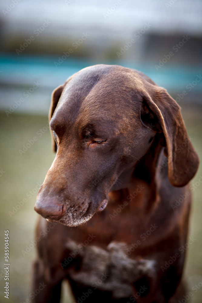 Portrait of a German Shorthaired Pointer on the street.